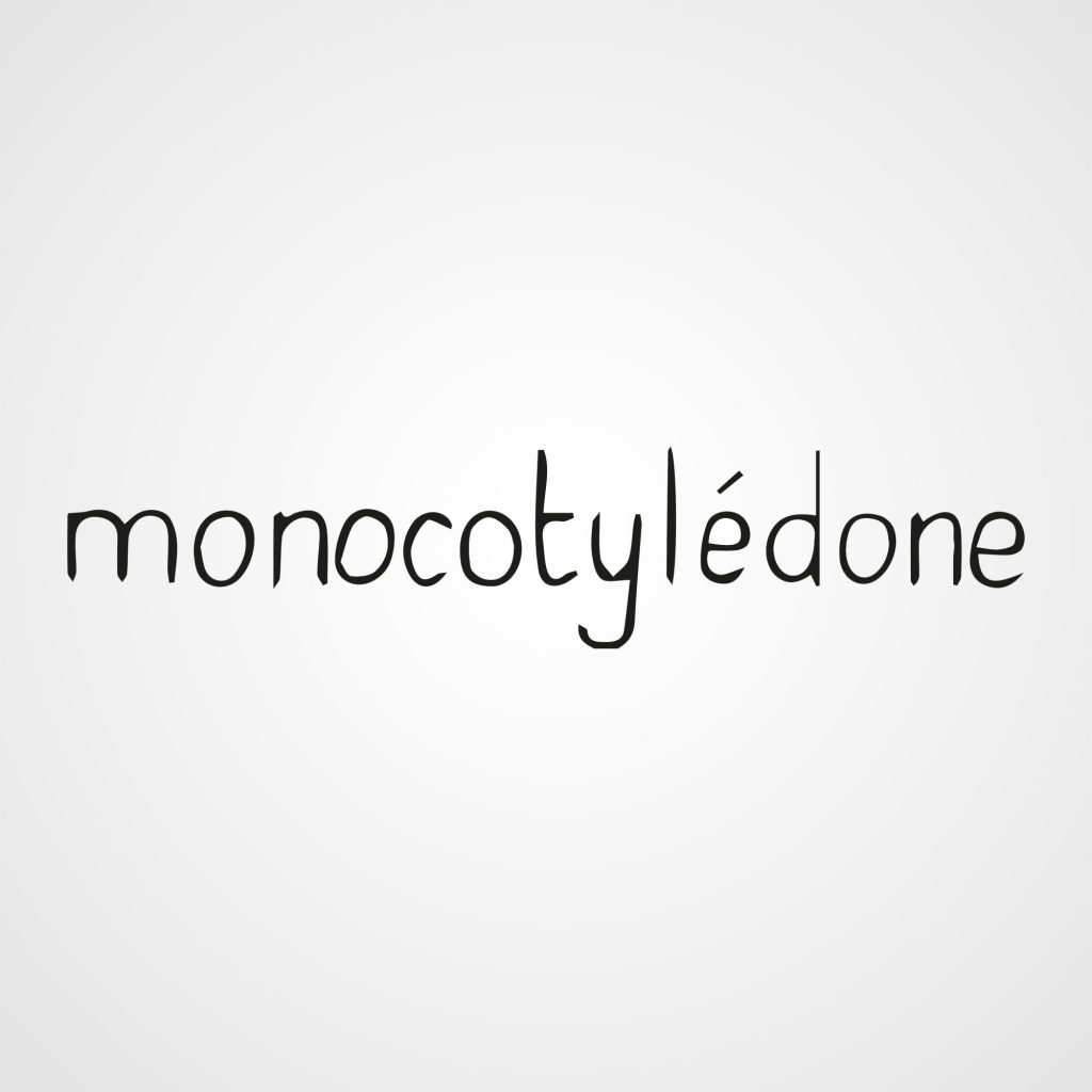 Monocotylédone